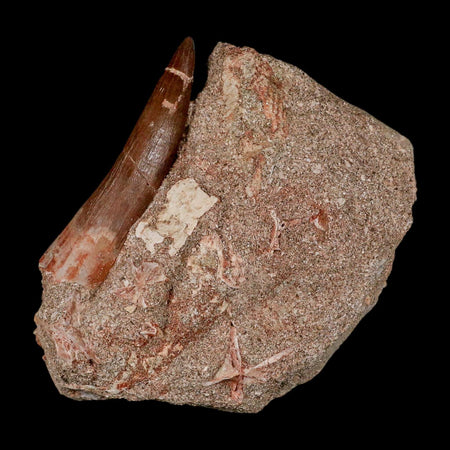 XXL 2.6" Plesiosaur Zarafasaura Tooth Fossil In Matrix Cretaceous Dinosaur Era COA