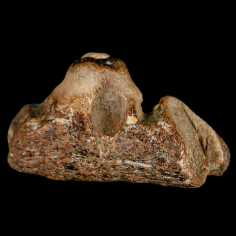 1.5" Mosasaur Fossil Jaw Section Cretaceous Dinosaur Era Texas Ozan FM COA - Fossil Age Minerals