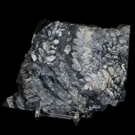 4.8" Alethopteris Fern Plant Leaf Fossil Carboniferous Age Llewellyn FM ST Clair, PA