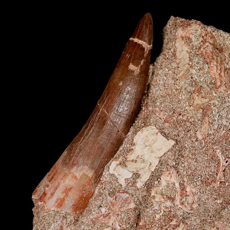 XXL 2.6" Plesiosaur Zarafasaura Tooth Fossil In Matrix Cretaceous Dinosaur Era COA
