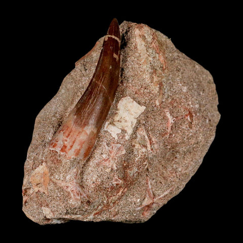 XXL 2.6" Plesiosaur Zarafasaura Tooth Fossil In Matrix Cretaceous Dinosaur Era COA
