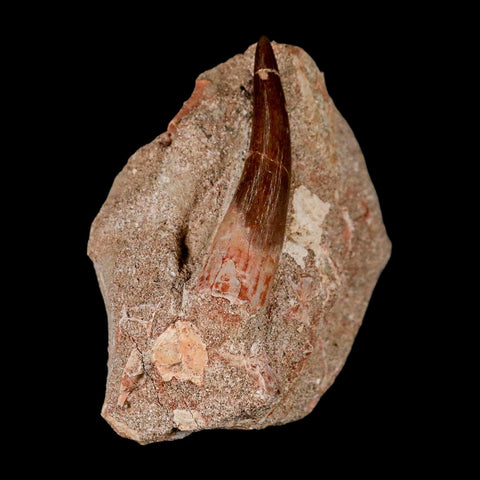 XXL 2.6" Plesiosaur Zarafasaura Tooth Fossil In Matrix Cretaceous Dinosaur Era COA