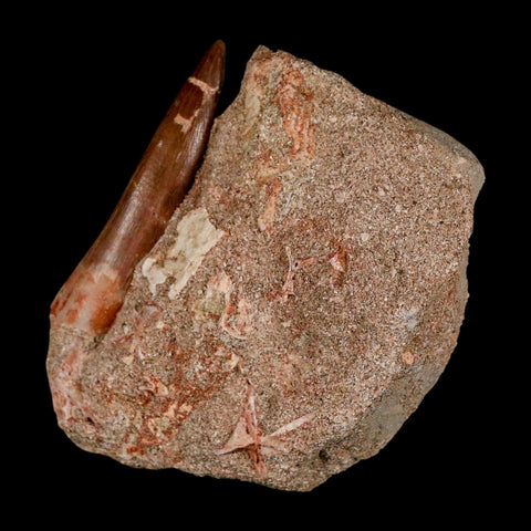 XXL 2.6" Plesiosaur Zarafasaura Tooth Fossil In Matrix Cretaceous Dinosaur Era COA