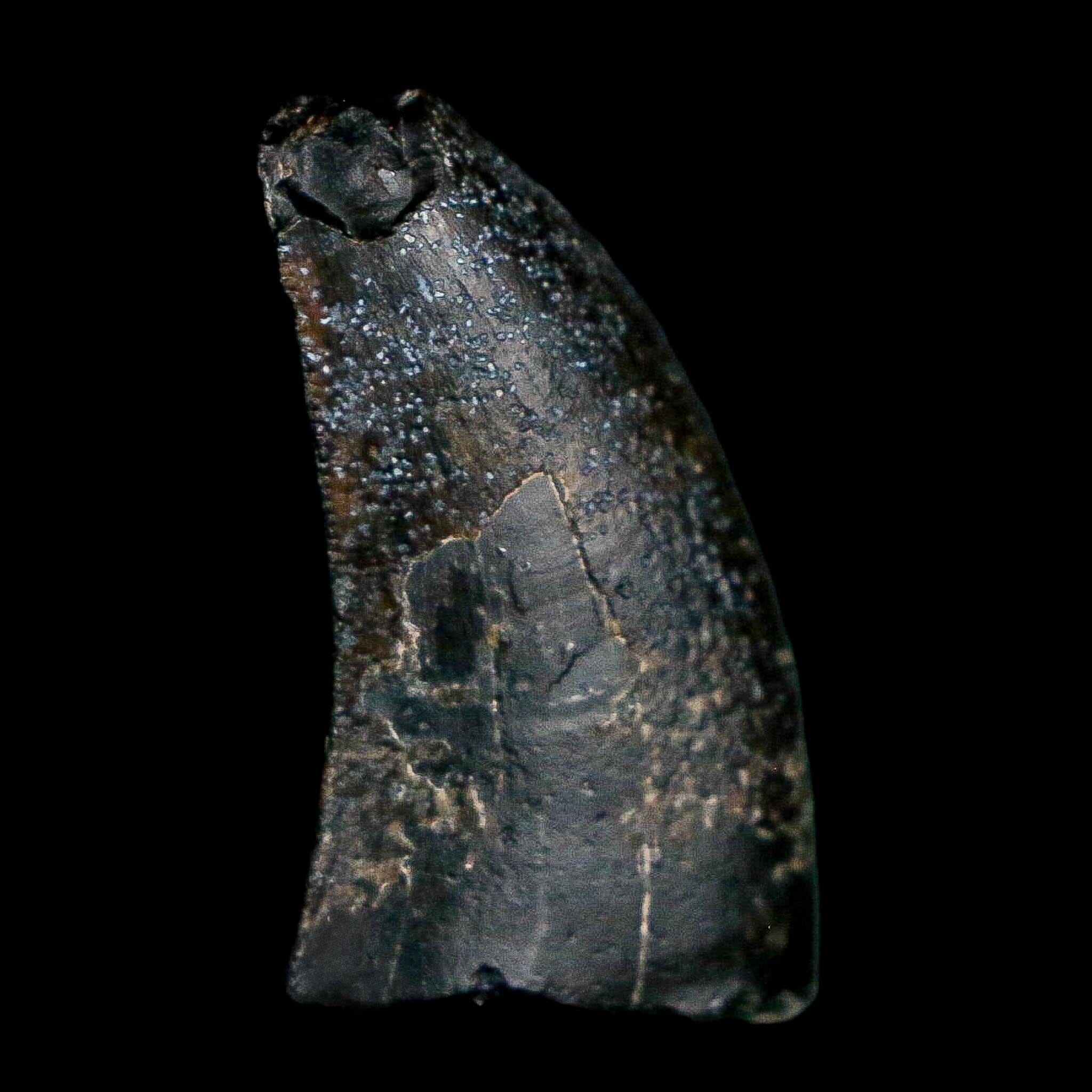 1.1" Eocarcharia Dinops Tooth Fossil Cretaceous Age Carcharodontosaurid Dinosaur Niger - Fossil Age Minerals