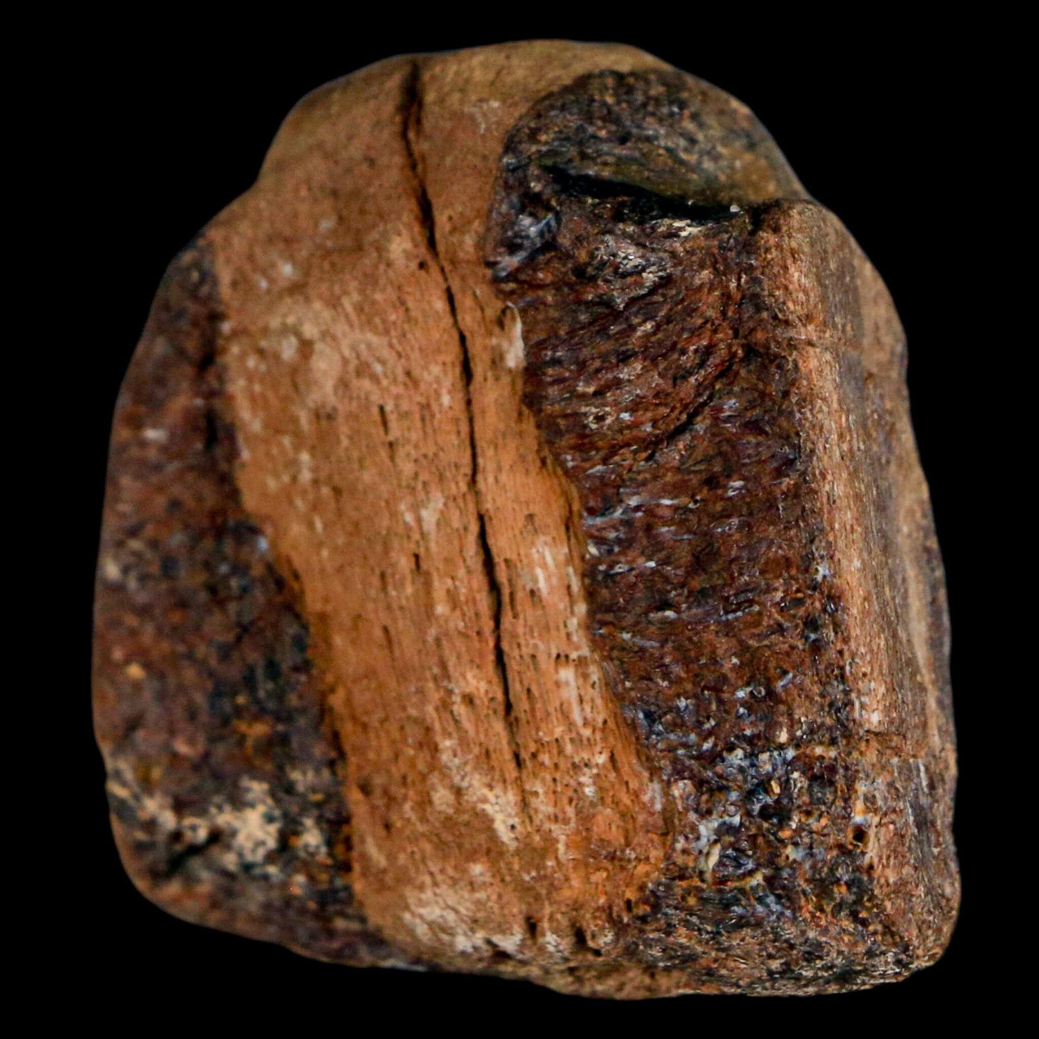 1.5" Mosasaur Fossil Jaw Section Cretaceous Dinosaur Era Texas Ozan FM COA - Fossil Age Minerals