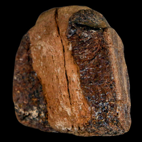 1.5" Mosasaur Fossil Jaw Section Cretaceous Dinosaur Era Texas Ozan FM COA - Fossil Age Minerals