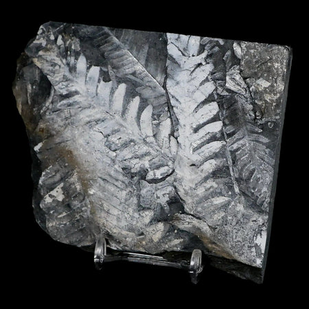 4.6" Alethopteris Fern Plant Leaf Fossil Carboniferous Age Llewellyn FM ST Clair, PA