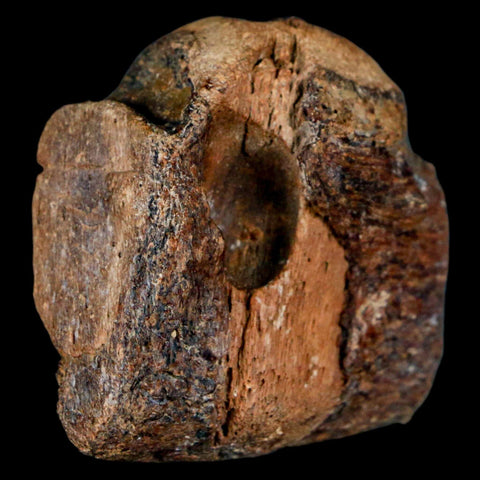 1.5" Mosasaur Fossil Jaw Section Cretaceous Dinosaur Era Texas Ozan FM COA - Fossil Age Minerals