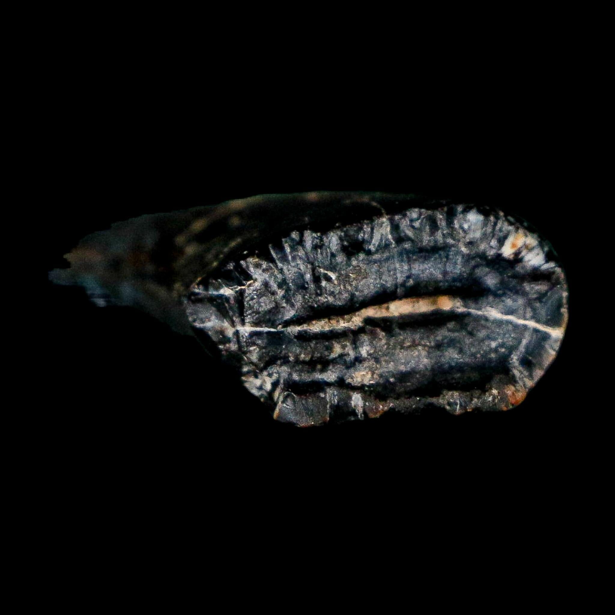1.1" Eocarcharia Dinops Tooth Fossil Cretaceous Age Carcharodontosaurid Dinosaur Niger - Fossil Age Minerals