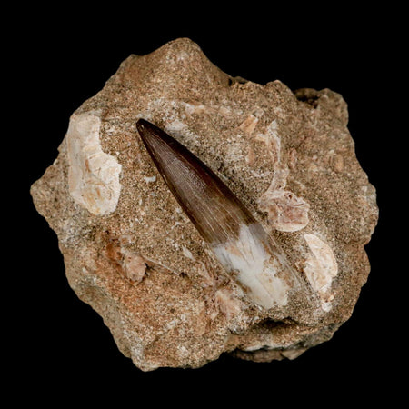 1.9" Plesiosaur Zarafasaura Tooth Fossil In Matrix Cretaceous Dinosaur Era COA