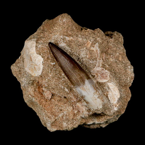 1.9" Plesiosaur Zarafasaura Tooth Fossil In Matrix Cretaceous Dinosaur Era COA
