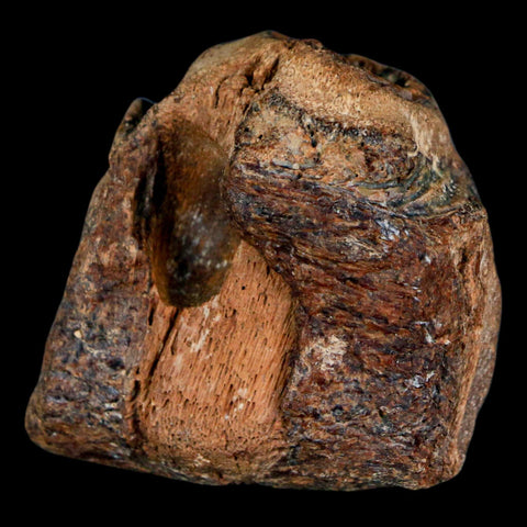 1.5" Mosasaur Fossil Jaw Section Cretaceous Dinosaur Era Texas Ozan FM COA - Fossil Age Minerals