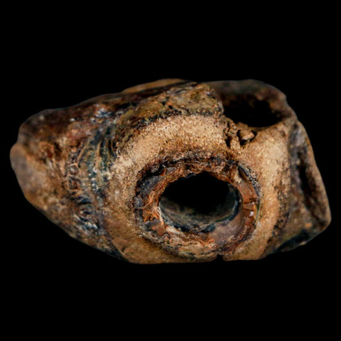 1.5" Mosasaur Fossil Jaw Section Cretaceous Dinosaur Era Texas Ozan FM COA - Fossil Age Minerals