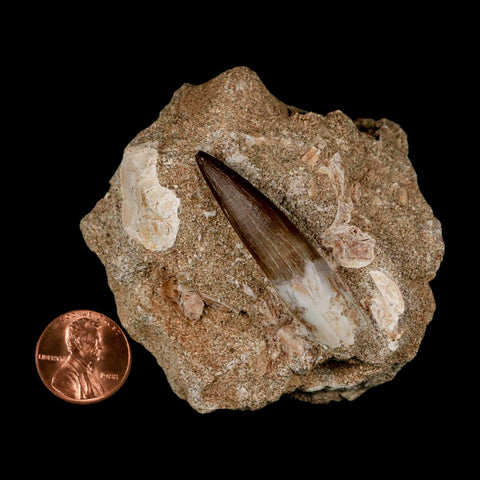 1.9" Plesiosaur Zarafasaura Tooth Fossil In Matrix Cretaceous Dinosaur Era COA