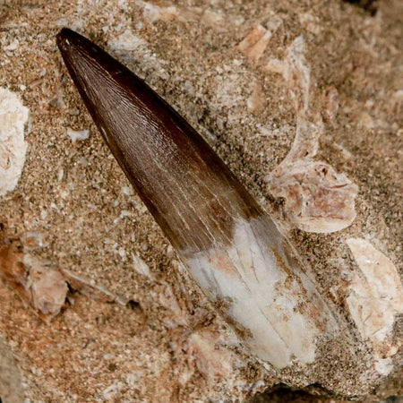 1.9" Plesiosaur Zarafasaura Tooth Fossil In Matrix Cretaceous Dinosaur Era COA