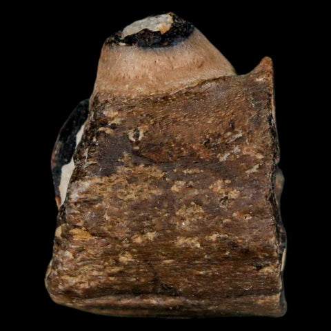 1.1" Mosasaur Fossil Jaw Section Cretaceous Dinosaur Era Texas Ozan FM COA - Fossil Age Minerals