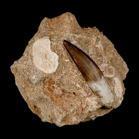 1.9" Plesiosaur Zarafasaura Tooth Fossil In Matrix Cretaceous Dinosaur Era COA
