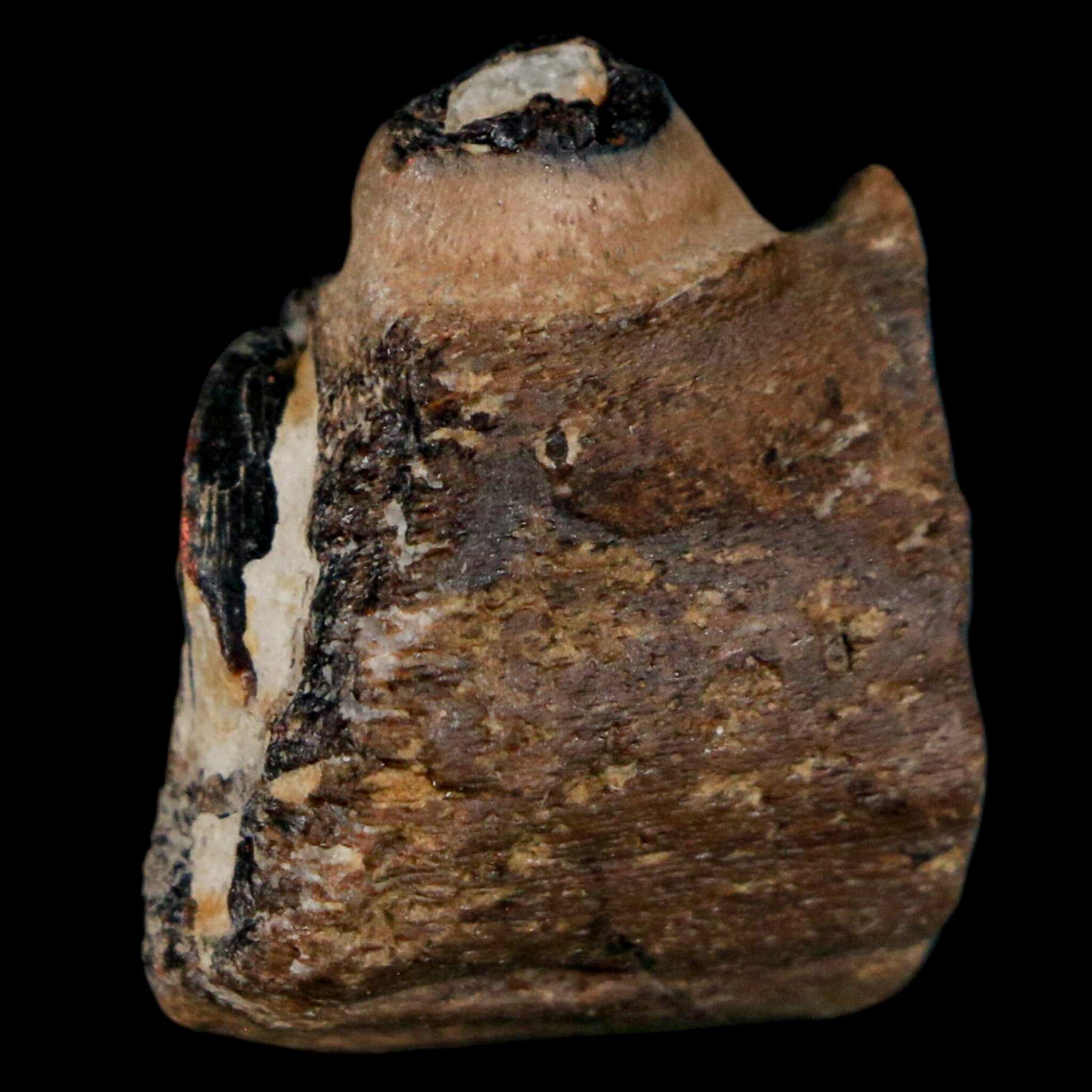 1.1" Mosasaur Fossil Jaw Section Cretaceous Dinosaur Era Texas Ozan FM COA - Fossil Age Minerals