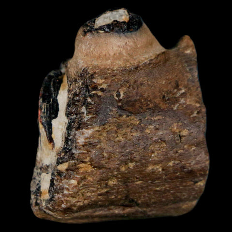 1.1" Mosasaur Fossil Jaw Section Cretaceous Dinosaur Era Texas Ozan FM COA - Fossil Age Minerals