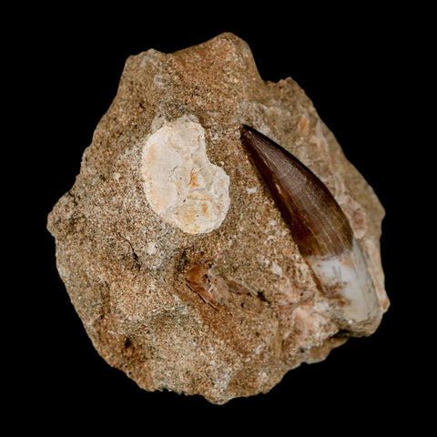 1.9" Plesiosaur Zarafasaura Tooth Fossil In Matrix Cretaceous Dinosaur Era COA