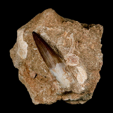 1.9" Plesiosaur Zarafasaura Tooth Fossil In Matrix Cretaceous Dinosaur Era COA