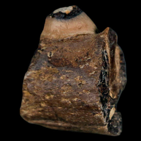 1.1" Mosasaur Fossil Jaw Section Cretaceous Dinosaur Era Texas Ozan FM COA - Fossil Age Minerals