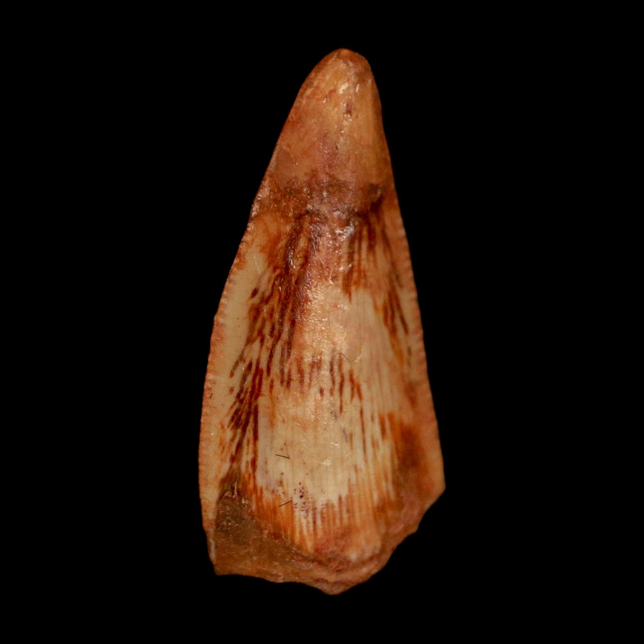 0.8" Abelisaur Serrated Tooth Fossil Cretaceous Age Dinosaur Morocco COA, Display - Fossil Age Minerals