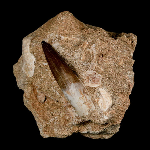 1.9" Plesiosaur Zarafasaura Tooth Fossil In Matrix Cretaceous Dinosaur Era COA