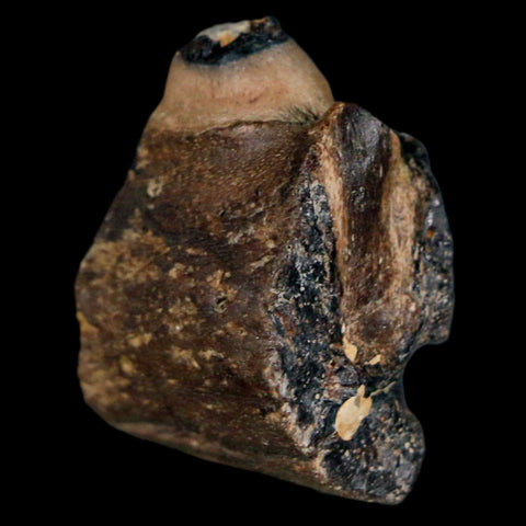 1.1" Mosasaur Fossil Jaw Section Cretaceous Dinosaur Era Texas Ozan FM COA - Fossil Age Minerals