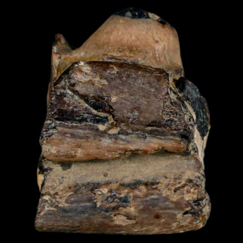 1.1" Mosasaur Fossil Jaw Section Cretaceous Dinosaur Era Texas Ozan FM COA - Fossil Age Minerals