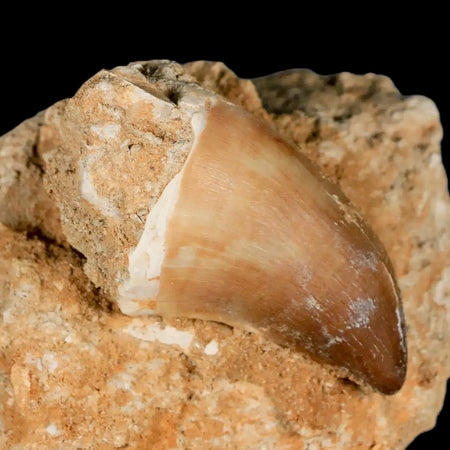 XL 2.2" Mosasaur Prognathodon Fossil Tooth In Matrix Cretaceous Dinosaur Era COA