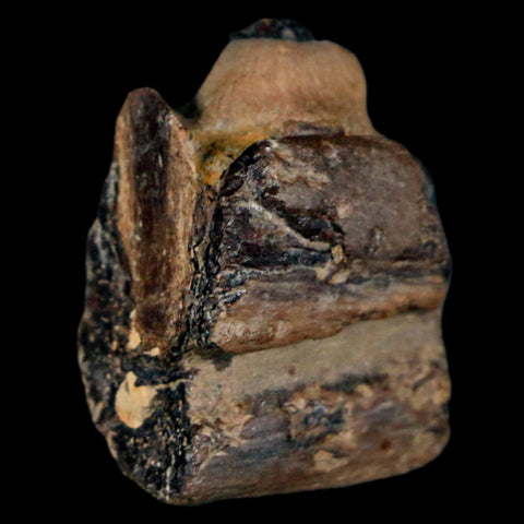 1.1" Mosasaur Fossil Jaw Section Cretaceous Dinosaur Era Texas Ozan FM COA - Fossil Age Minerals