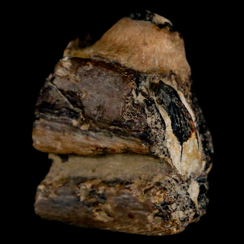 1.1" Mosasaur Fossil Jaw Section Cretaceous Dinosaur Era Texas Ozan FM COA - Fossil Age Minerals