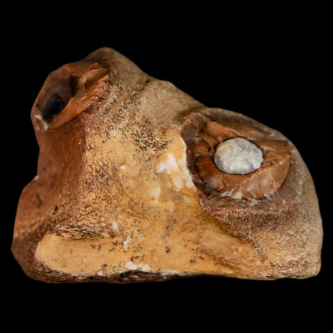 1.6" Mosasaur Fossil Jaw Section Cretaceous Dinosaur Era Texas Ozan FM COA - Fossil Age Minerals