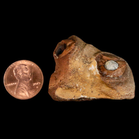 1.6" Mosasaur Fossil Jaw Section Cretaceous Dinosaur Era Texas Ozan FM COA - Fossil Age Minerals