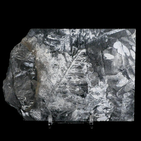 5" Alethopteris Fern Plant Leaf Fossil Carboniferous Age Llewellyn FM ST Clair, PA