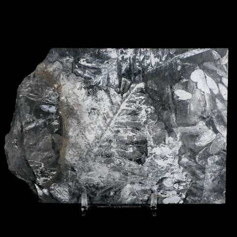 5" Alethopteris Fern Plant Leaf Fossil Carboniferous Age Llewellyn FM ST Clair, PA - Fossil Age Minerals