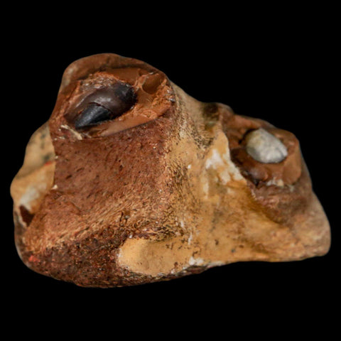 1.6" Mosasaur Fossil Jaw Section Cretaceous Dinosaur Era Texas Ozan FM COA - Fossil Age Minerals