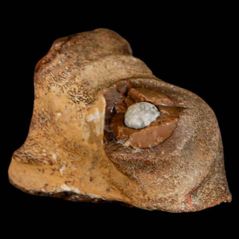 1.6" Mosasaur Fossil Jaw Section Cretaceous Dinosaur Era Texas Ozan FM COA - Fossil Age Minerals