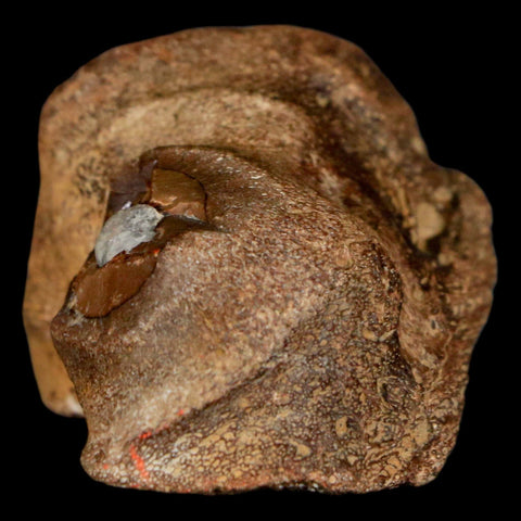 1.6" Mosasaur Fossil Jaw Section Cretaceous Dinosaur Era Texas Ozan FM COA - Fossil Age Minerals