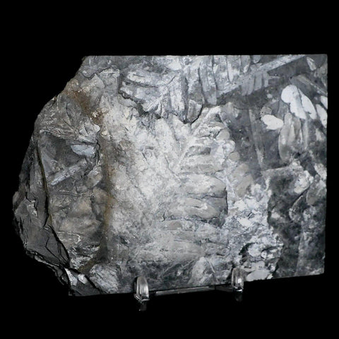 5" Alethopteris Fern Plant Leaf Fossil Carboniferous Age Llewellyn FM ST Clair, PA - Fossil Age Minerals