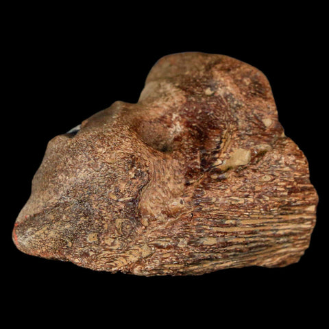 1.6" Mosasaur Fossil Jaw Section Cretaceous Dinosaur Era Texas Ozan FM COA - Fossil Age Minerals