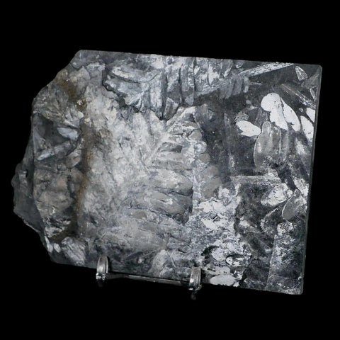 5" Alethopteris Fern Plant Leaf Fossil Carboniferous Age Llewellyn FM ST Clair, PA - Fossil Age Minerals