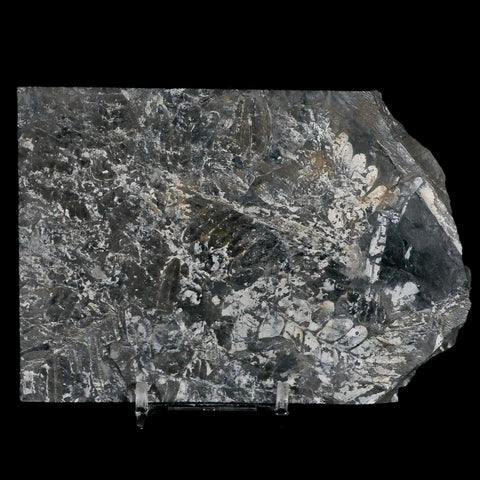 5" Alethopteris Fern Plant Leaf Fossil Carboniferous Age Llewellyn FM ST Clair, PA - Fossil Age Minerals