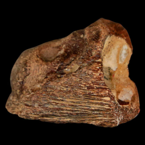 1.6" Mosasaur Fossil Jaw Section Cretaceous Dinosaur Era Texas Ozan FM COA - Fossil Age Minerals