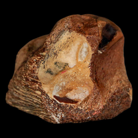 1.6" Mosasaur Fossil Jaw Section Cretaceous Dinosaur Era Texas Ozan FM COA - Fossil Age Minerals