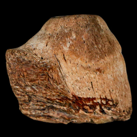 0.9" Mosasaur Fossil Jaw Section Cretaceous Dinosaur Era Texas Ozan FM COA - Fossil Age Minerals