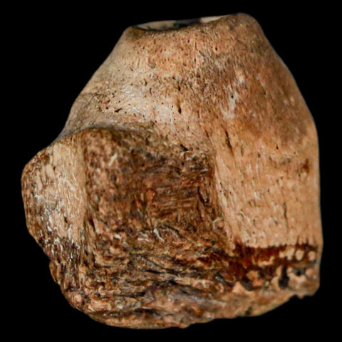 0.9" Mosasaur Fossil Jaw Section Cretaceous Dinosaur Era Texas Ozan FM COA - Fossil Age Minerals