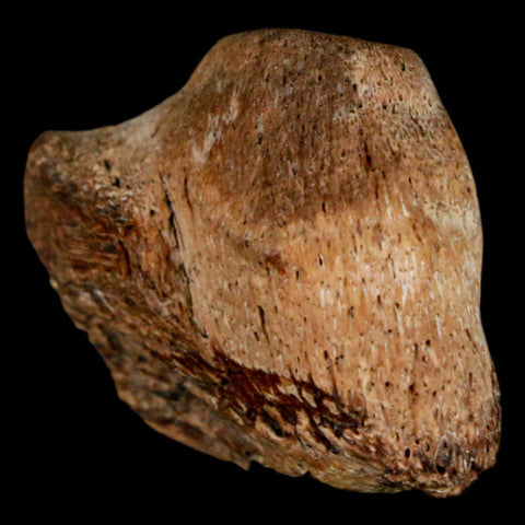 0.9" Mosasaur Fossil Jaw Section Cretaceous Dinosaur Era Texas Ozan FM COA - Fossil Age Minerals