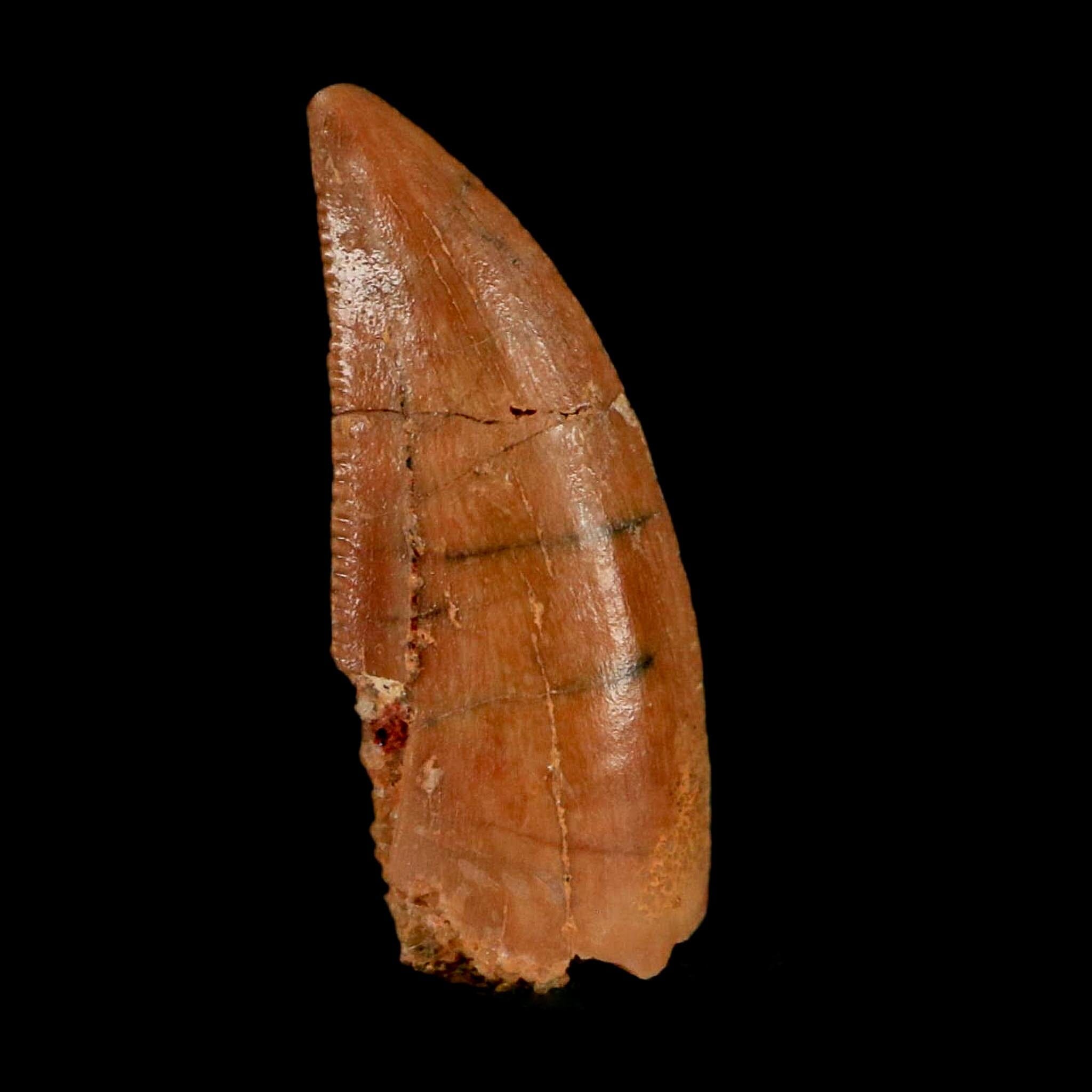 0.8" Abelisaur Serrated Tooth Fossil Cretaceous Age Dinosaur Morocco COA, Display - Fossil Age Minerals